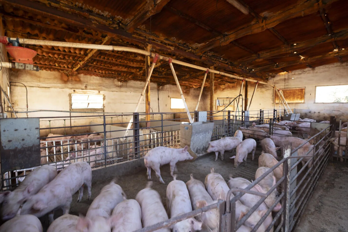 Verhuurd veeteeltbedrijf met woonhuis bij Antequera, Málaga – 3/16