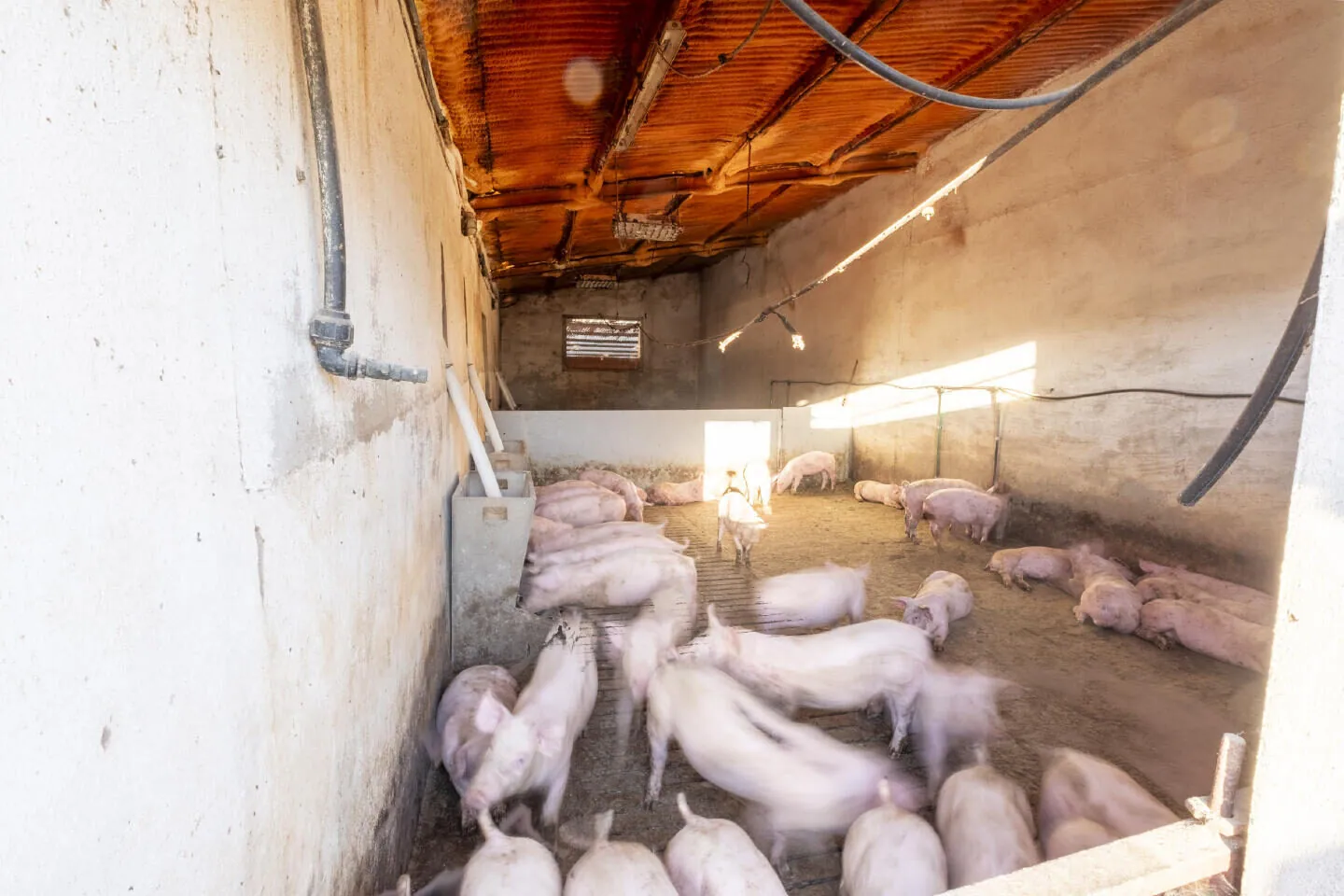 Verhuurd veeteeltbedrijf met woonhuis bij Antequera, Málaga – 4/16